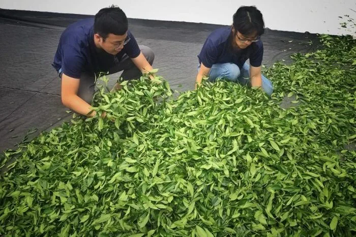 茶禮工房位於太平老街、太平雲梯附近，是一間歷史三十多年的老茶行，主要種植青心烏龍和金萱。 這些年為了讓跟能夠繼續在這裡成長茁壯，從來沒停過腳步，希望藉由品茗解說&茶席讓來到阿里山的旅人能更認識台灣茶。體驗將由冠軍製茶師、專業品評師以及親切的茶人帶領大家重新認識台灣茶以及阿里山高山茶，期望每一位有緣品嚐到茶禮工房茶品的人，都能感受到來自阿里山上農人的質樸以及對於茶葉的熱情與堅持，培養生活的品味從喝好茶開始！