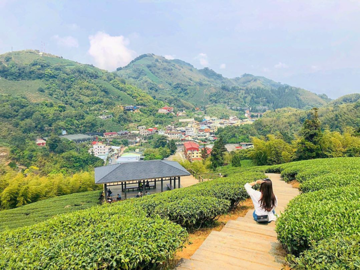 走過太平雲梯之後，就可以跟著指標一路走到雲之南道步道，全長785公尺，落差約80公尺，不算是很難走的步道。是從太平雲梯到孝子路步道時一定要經過的一段路，但最近因為如同茶飲廣告般夢幻的茶園場景，在遊客與山友間相互傳遞消息，這裡已經變成最新的美照景點。除了一層層的茶園景觀之外，站在山頂上可以看見遼闊的嘉南平原、還可以捕捉太平雲梯的全貌。