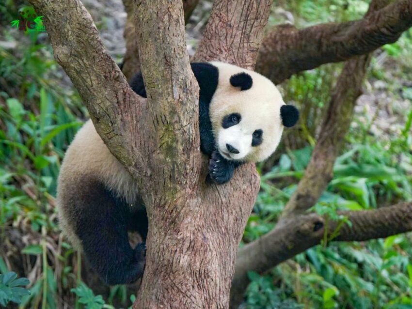 臺北市立動物園可是大人小孩都喜歡的人氣木柵景點，占地非常大，不僅有臺灣動物區、熱帶溫帶沙漠動物區、非洲澳洲動物區，還有超熱門的貓熊館、無尾熊館、企鵝館等更是吸引更多人潮前來朝聖！也絕對不能錯過動物園內遊園車及企鵝餵食秀、無尾熊解說，非常適合大小朋友一起來認識動物，逛上一整天都不是問題！ 景點地址：臺北市文山區新光路二段30號 門票原價：60元 推薦閱讀：台北市立動物園攻略！木柵動物園門票停車美食交通攻略，企鵝無尾熊熊貓水豚等13個必看動物區