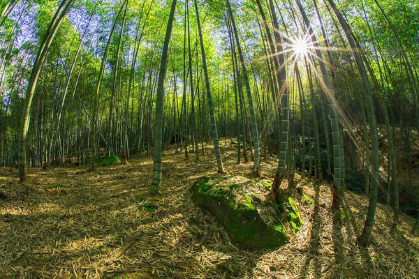 【南投茶香一日遊】從茶園到茶席的深度體驗，悠遊山林、品味茶香 南投茶葉產業歷史悠久且品質卓越，是台灣重要的茶葉生產地之一。南投茶葉因地勢與氣候的得天獨厚，造就了茶葉風味的多樣性，不論是清香高雅的烏龍茶、還是濃郁飽滿的紅茶，南投優質的茶葉深受茶客的青睞。每年一度的南投茶業博覽會更是吸引來自各地的茶葉愛好者，展出當地優質茶品，並透過一系列活動讓民眾親身感受南投茶業的獨特魅力。除了茶業博覽會外，南投還設有多個茶文化相關的休閒農業區，讓民眾不僅能欣賞美景，還能親自參與豐富的農遊體驗，遊客可以動手製作茶球、體驗揉茶過程，甚至品嚐不同茶葉的香氣與風味。無論是想要了解茶葉製作的奧妙，還是單純享受與大自然的親密接觸，歡迎大家親臨這片茶香四溢的山林，體驗南投的茶文化與農業風情。