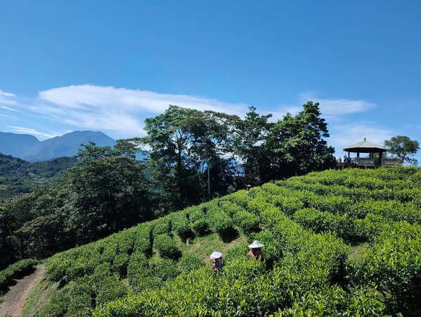 【南投茶香一日遊】從茶園到茶席的深度體驗，悠遊山林、品味茶香 南投茶葉產業歷史悠久且品質卓越，是台灣重要的茶葉生產地之一。南投茶葉因地勢與氣候的得天獨厚，造就了茶葉風味的多樣性，不論是清香高雅的烏龍茶、還是濃郁飽滿的紅茶，南投優質的茶葉深受茶客的青睞。每年一度的南投茶業博覽會更是吸引來自各地的茶葉愛好者，展出當地優質茶品，並透過一系列活動讓民眾親身感受南投茶業的獨特魅力。除了茶業博覽會外，南投還設有多個茶文化相關的休閒農業區，讓民眾不僅能欣賞美景，還能親自參與豐富的農遊體驗，遊客可以動手製作茶球、體驗揉茶過程，甚至品嚐不同茶葉的香氣與風味。無論是想要了解茶葉製作的奧妙，還是單純享受與大自然的親密接觸，歡迎大家親臨這片茶香四溢的山林，體驗南投的茶文化與農業風情。