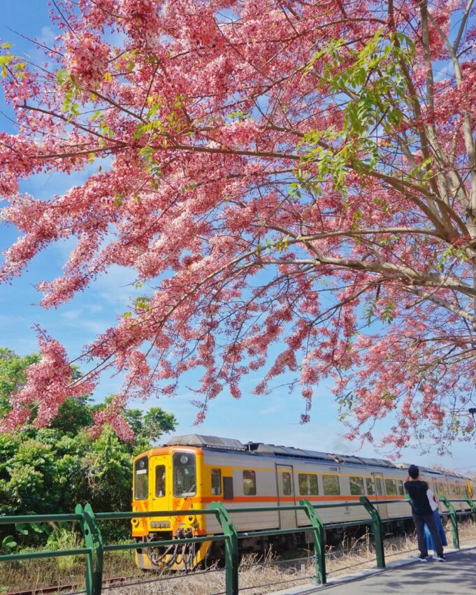 二水鐵道花旗木 二水花旗木