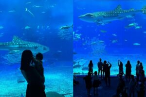 【沖繩美麗海水族館】沖繩水族館門票、表演時間、交通方式懶人包