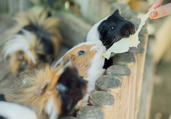 沖繩中部景點推薦【東南植物樂園】熱帶植物與動物的天堂樂園，門票優惠與遊玩攻略懶人包