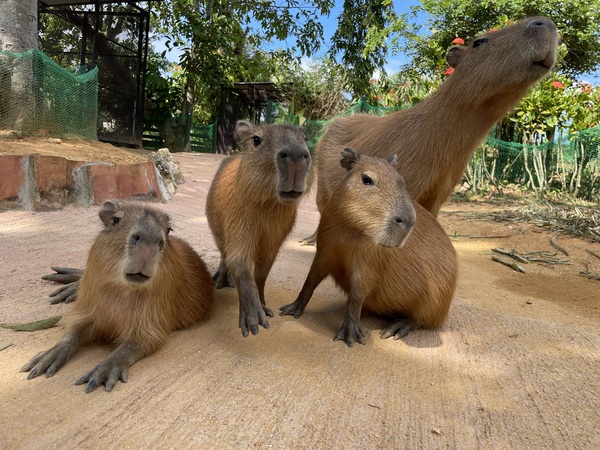 沖繩中部景點推薦【東南植物樂園】熱帶植物與動物的天堂樂園，門票優惠與遊玩攻略懶人包