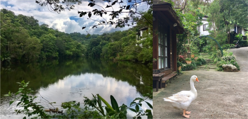 【馬那邦山】苗栗大湖兩天一夜推薦！在森森不息的馬那邦，享受被山嵐、湖光、森林包圍的時光