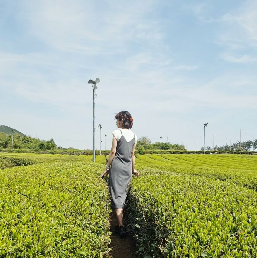 【濟州島自由行】精選10大濟州島景點、住宿與美食資訊一篇搞定！