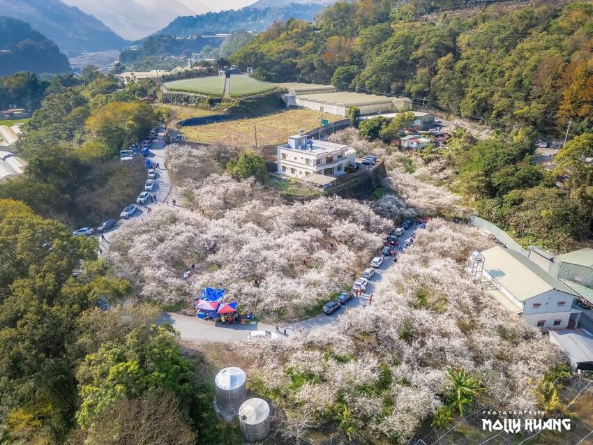 南投賞花攻略｜愛花人必收！南投一年四季必拍賞花秘境景點推薦